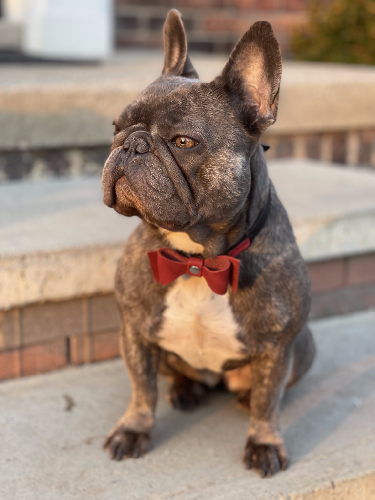 an english bull dog wearing our leather Pingree pet tie, bow tie, bow, in red. Made in detroit with upcycled car leather.