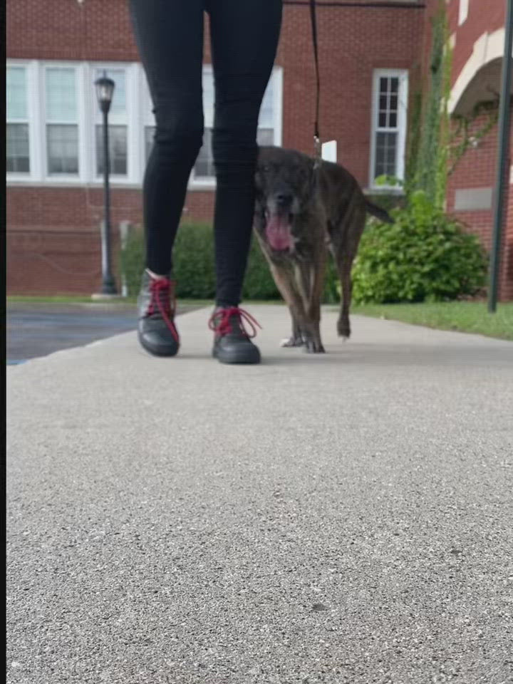 Video of Pingree dog, wearing the Pingree junkyard dog collection. We see the junkyard dog leash, collar, and waste bag dispenser in action, made from upcycled leather and seatbelts in Detroit, Michigan