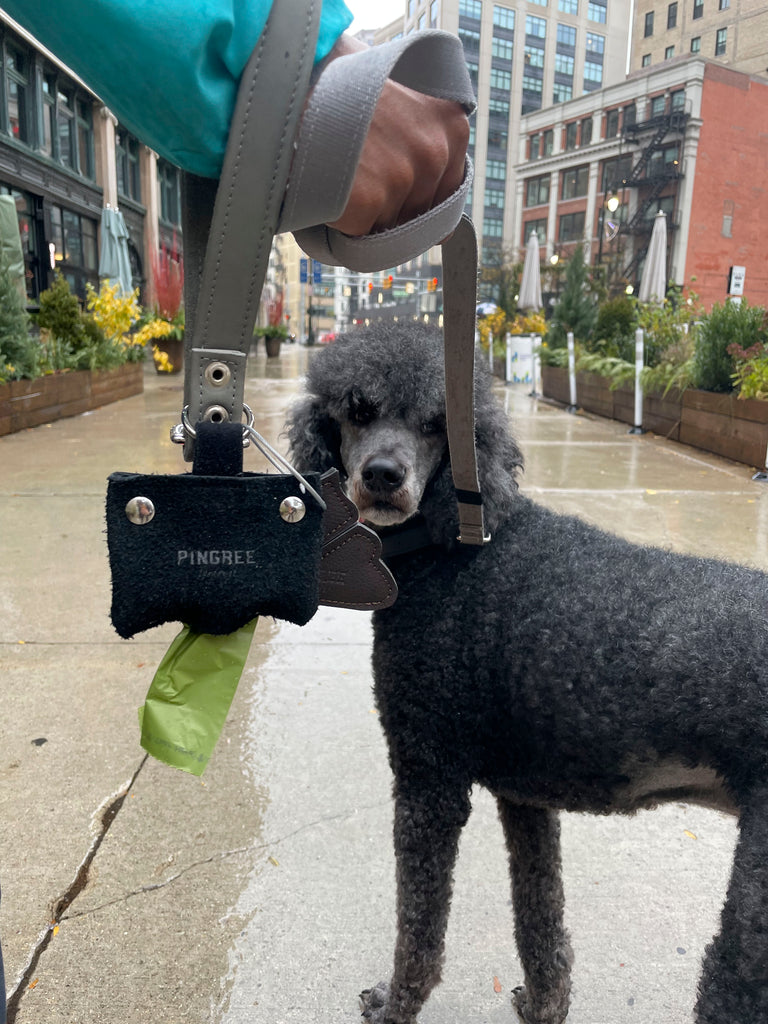 Black Poodle wearing the Pingree Pet Line made from upcycled automotive materials.
