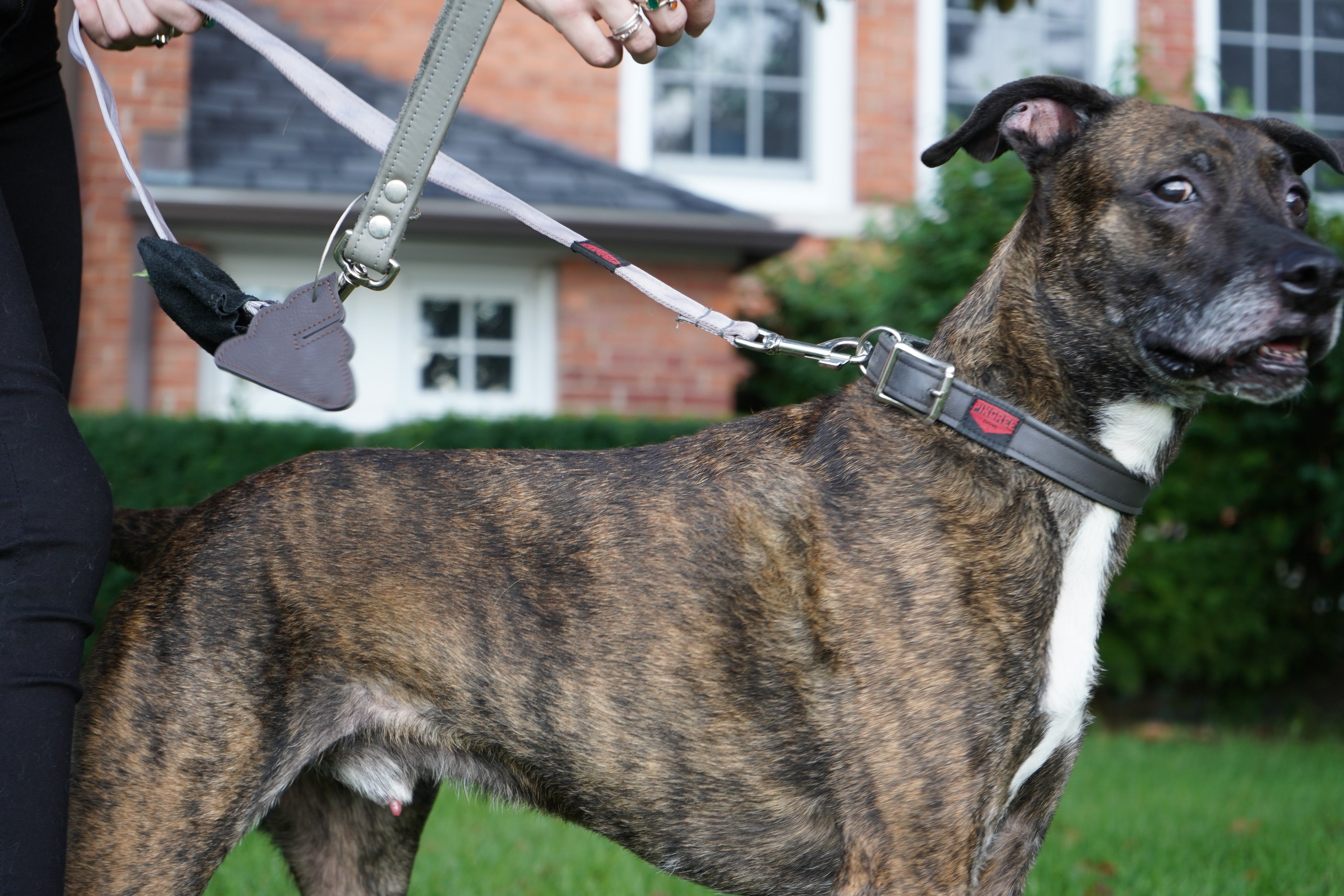 Dog wearing a Pingree leash, collar, and waste bag holder. All materials are upcycled and ecofriendly.