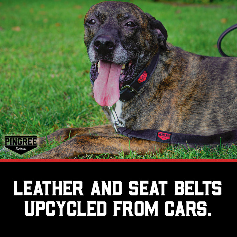 Dog with Pingree Junkyard Dog Leash and Collar made from repurposed seat belts and automotive leather.