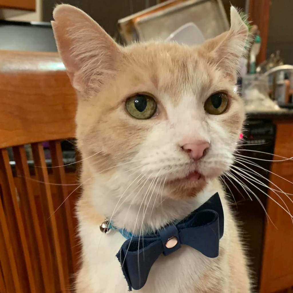 Ginger the cat with his upcycled leather pingree pet tie that looks like a bow tie but clips onto any collar with velcro. this one is black leather with a silver rivet in the middle..