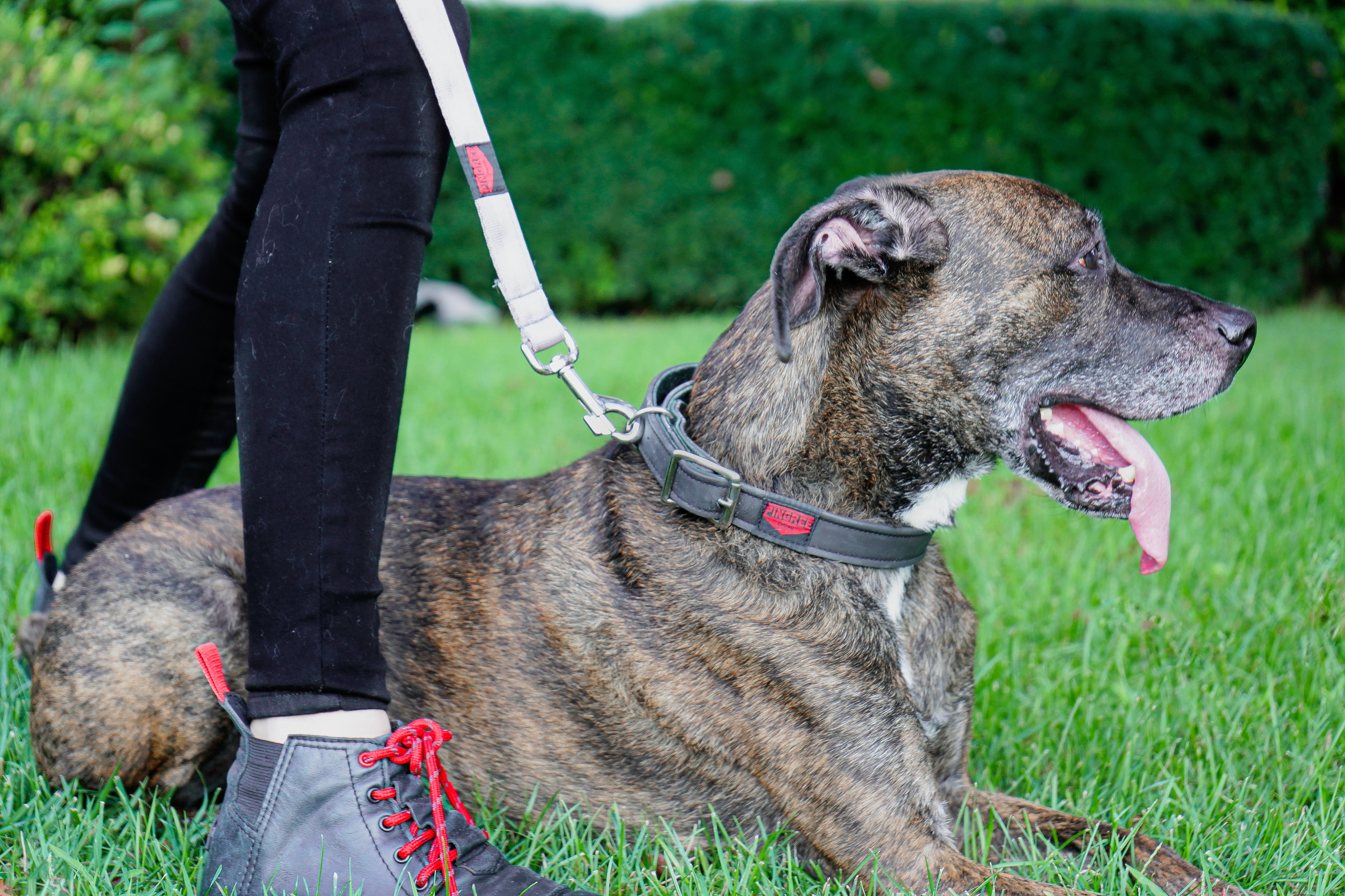 Dog sitting on the grass with a Pingree leash and Pet Tie manufactured in USA from upcycled sea belts and automotive leather.