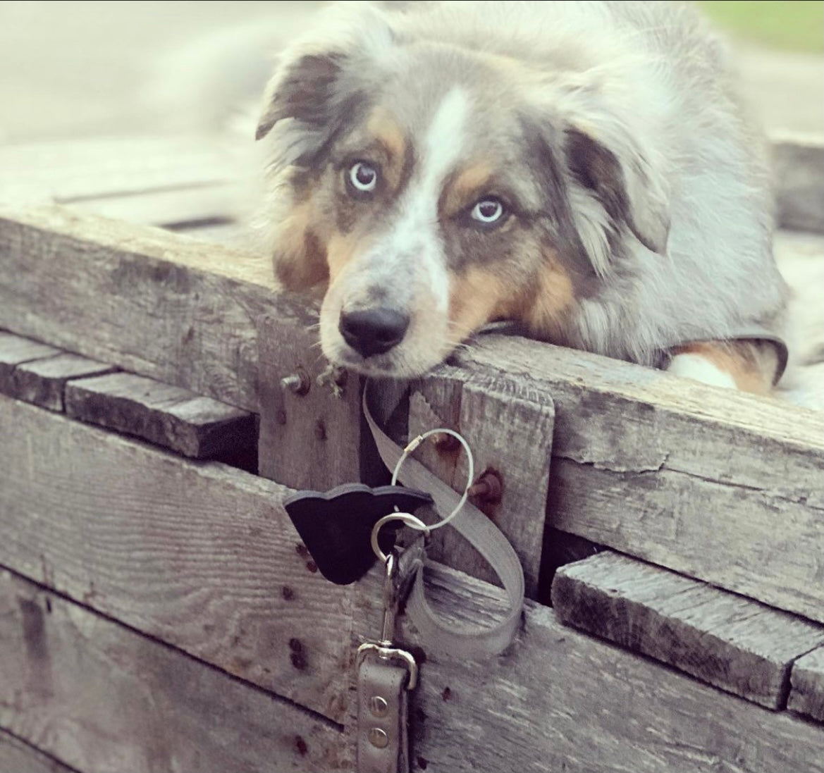 Dog laying over a fence with the Pingree Waste Bag Holder made from upcycled vinyl.