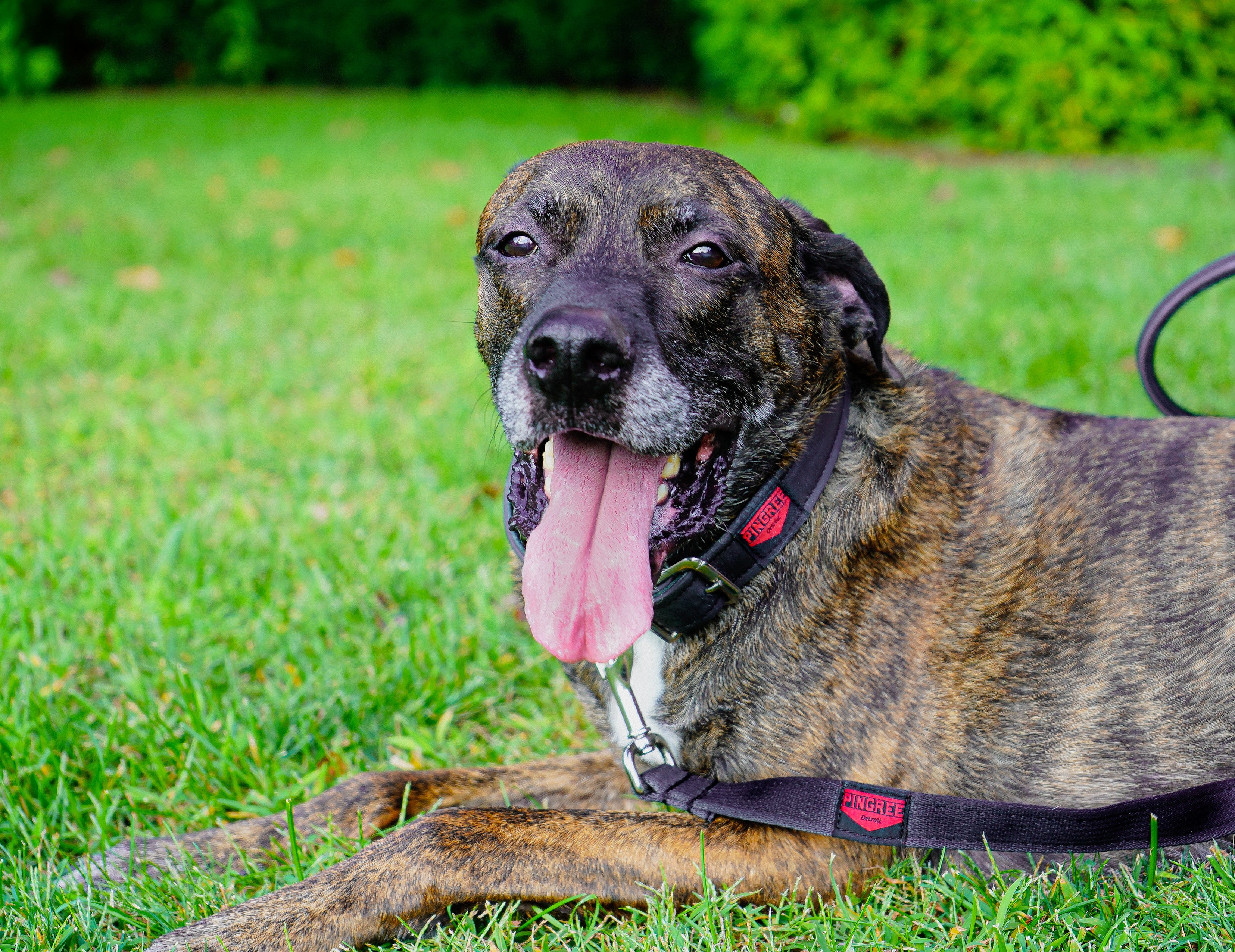 Dog sitting on the grass with Pingree dog leash and collar, upcycled from seat belts and automotive leather