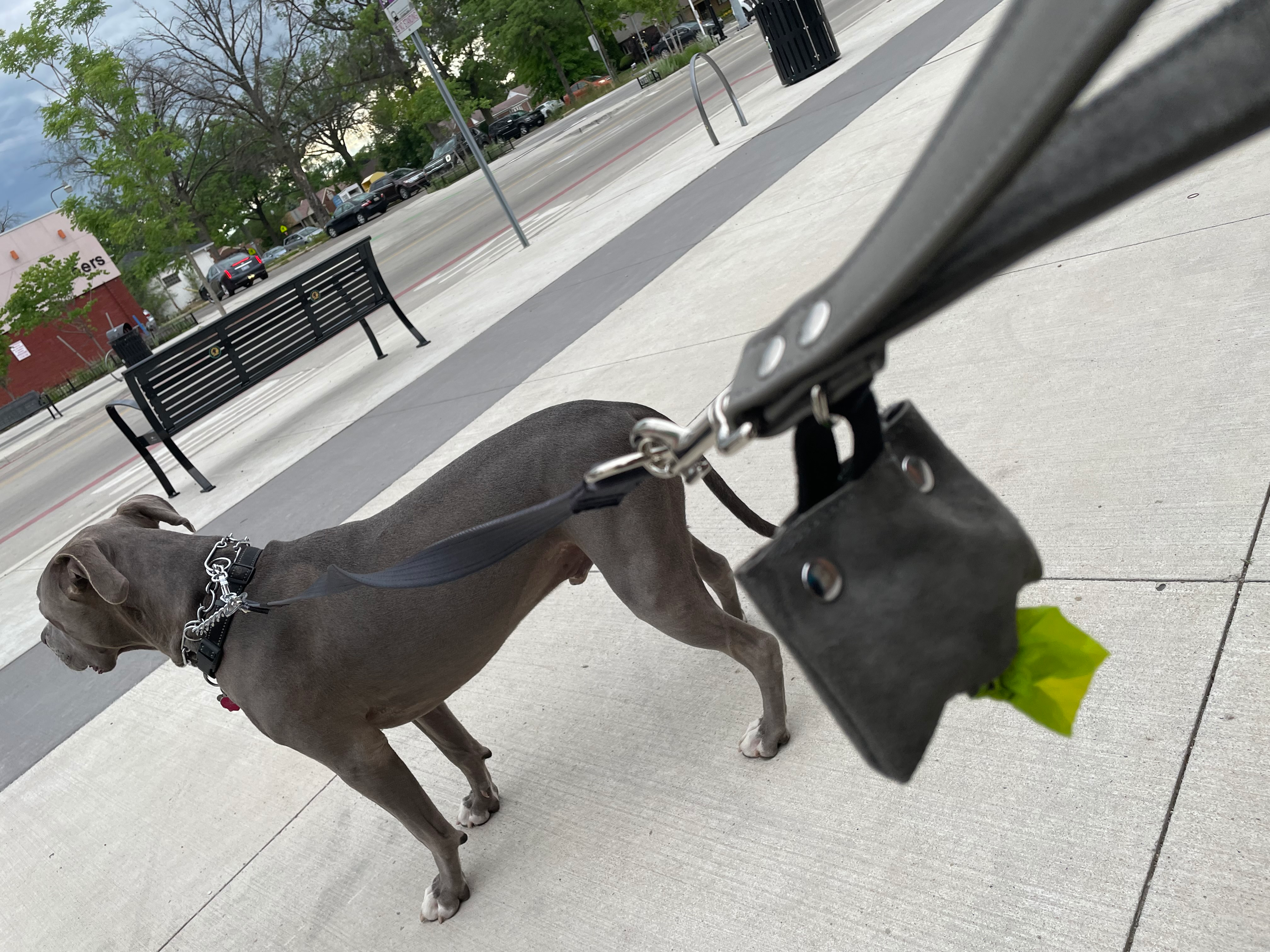 Dog wearing a Pingree leash with detail of Junkyard dog leash handle with waste dispenser holder, sustainably made in Detroit, Michigan, USA